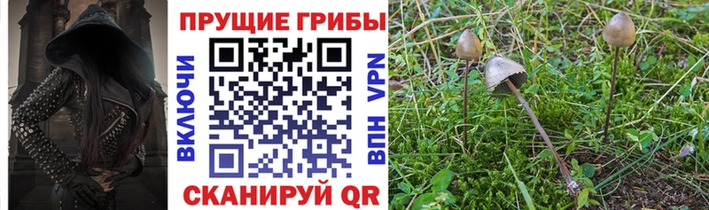 продажа наркотиков  Мценск  OMG как зайти  Псилоцибиновые грибы Magic Shrooms 